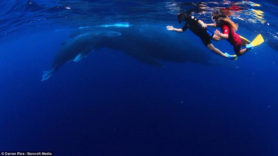 Μια μοναδική φιλία στα 500 μέτρα βάθος-Τα παιδιά που κολυμπούν με φάλαινες 40 τόνων [εικόνες] | iefimerida.gr 3