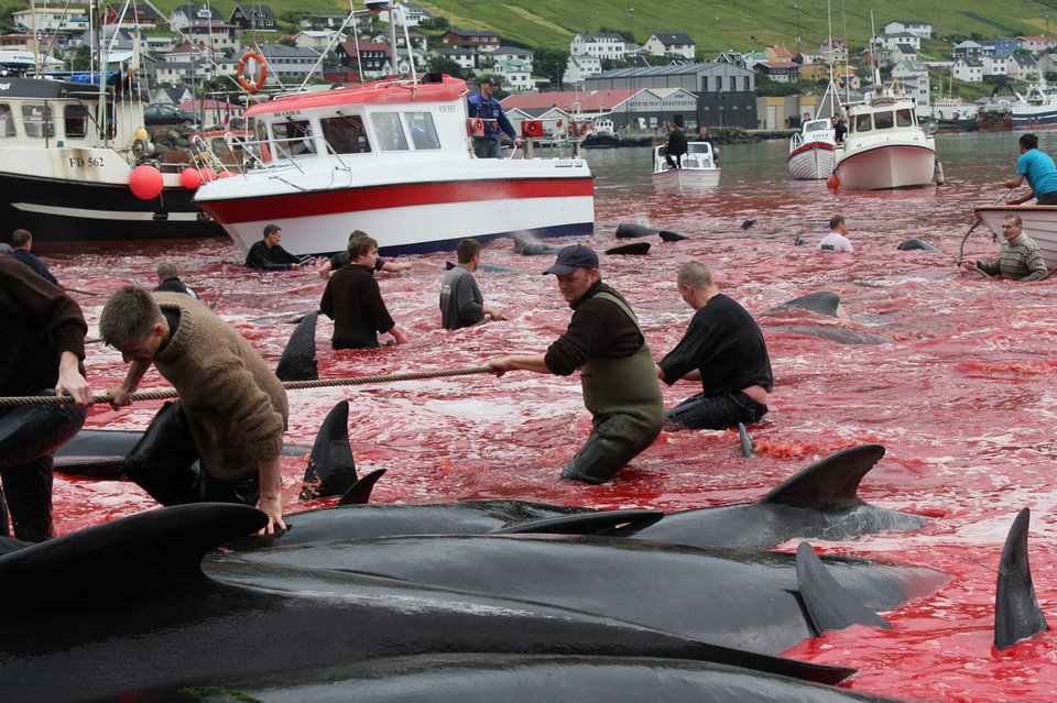 Ιαπωνία: Ξεκινά ξανά η θηριωδία με το κυνήγι των φαλαινών [εικόνες]  | iefimerida.gr 3
