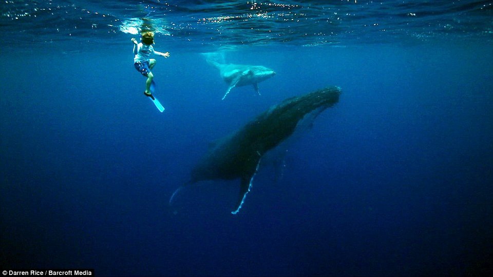 Μια μοναδική φιλία στα 500 μέτρα βάθος-Τα παιδιά που κολυμπούν με φάλαινες 40 τόνων [εικόνες] | iefimerida.gr 4