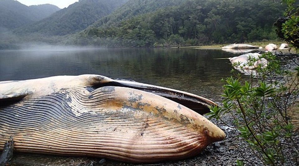 Εικόνες Αποκάλυψης στη Χιλή: 300 νεκρές φάλαινες ξεβράστηκαν στην παραλία [εικόνες]  | iefimerida.gr 4