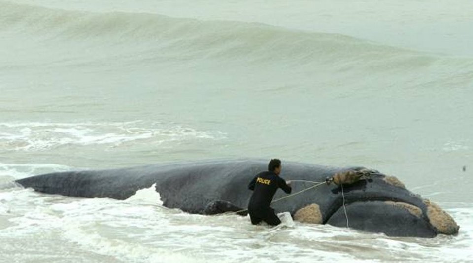 Εικόνες Αποκάλυψης στη Χιλή: 300 νεκρές φάλαινες ξεβράστηκαν στην παραλία [εικόνες]  | iefimerida.gr 5