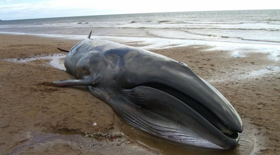 Εικόνες Αποκάλυψης στη Χιλή: 300 νεκρές φάλαινες ξεβράστηκαν στην παραλία [εικόνες]  | iefimerida.gr 6