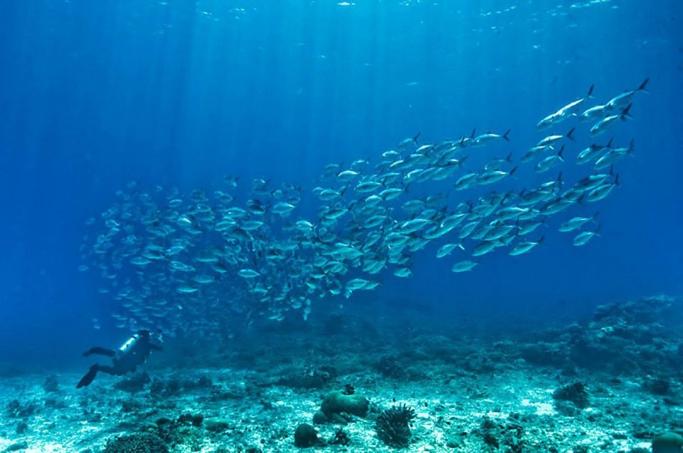 Προβολές με θέμα την τροφή, το δίκαιο εμπόριο, την κοινωνική και αλληλέγγυα οικονομία [πρόγραμμα]  | iefimerida.gr 1