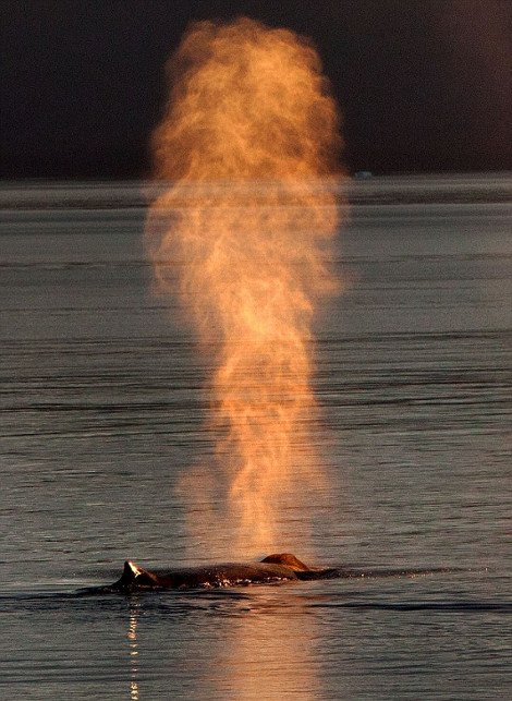 Απίστευτο – Φάλαινα εκτοξεύει από το φυσητήρα της... φωτιά [εικόνες] | iefimerida.gr 0