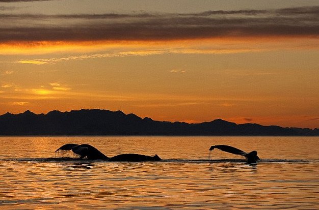 Απίστευτο – Φάλαινα εκτοξεύει από το φυσητήρα της... φωτιά [εικόνες] | iefimerida.gr 1