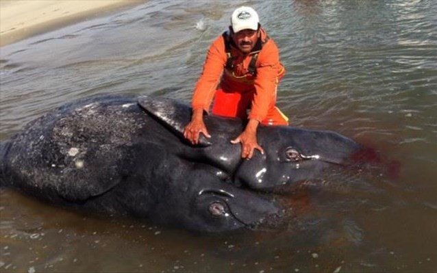 Σιαμαίες φάλαινες με δύο κεφάλια και δύο ουρές βρέθηκαν νεκρές στο Μεξικό [εικόνες & βίντεο] | iefimerida.gr 2