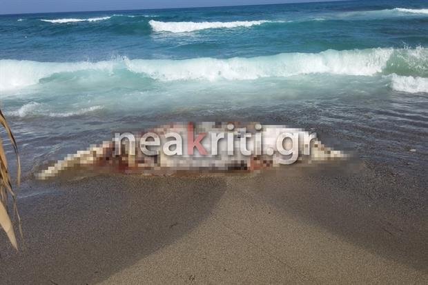 Κρήτη: Ξεβράστηκε νεκρή φάλαινα 4 τόνων [εικόνες] | iefimerida.gr 1