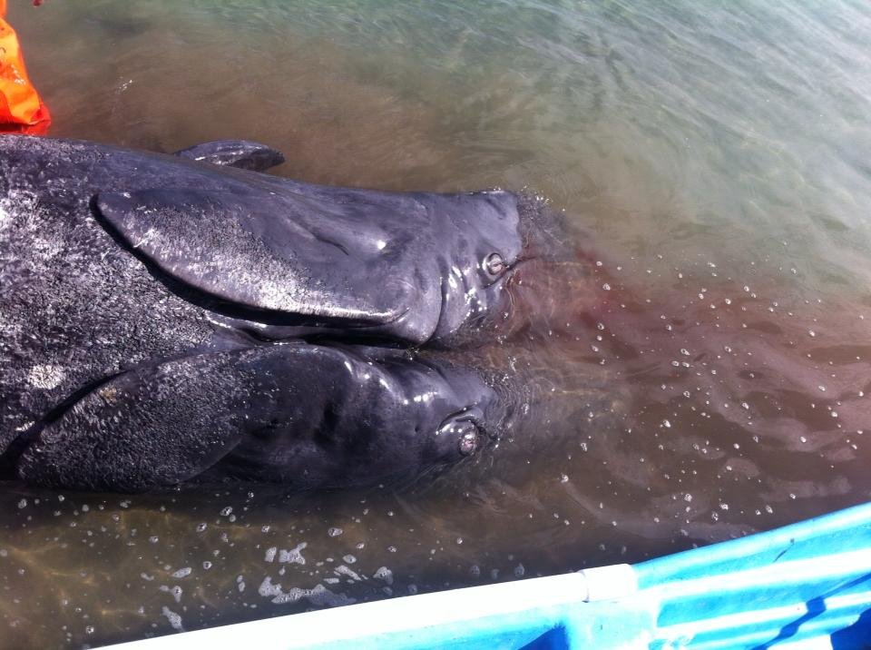Σιαμαίες φάλαινες με δύο κεφάλια και δύο ουρές βρέθηκαν νεκρές στο Μεξικό [εικόνες & βίντεο] | iefimerida.gr 1