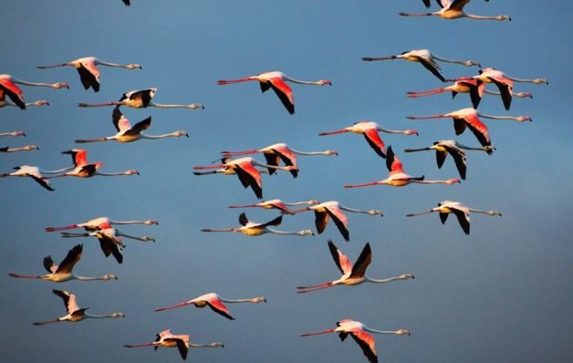 Πανέμορφο θέαμα στην Ψήφτα Τροιζηνίας: Φλαμίνγκος στον υδροβιότοπο [εικόνες] | iefimerida.gr 5