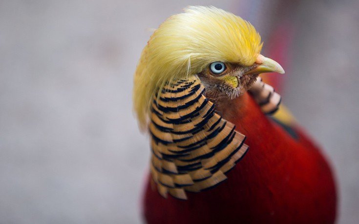 O φασιανός που έγινε διάσημος γιατί είναι ολόιδιος με τον... Ντόναλντ Τραμπ [εικόνα & βίντεο] | iefimerida.gr 0