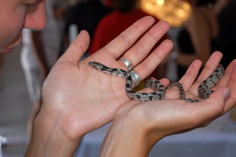 Δεκαπενταύγουστος σε εκκλησίες και μοναστήρια της Ελλάδας -Τάματα, φιδάκια, καβαλάρηδες [εικόνες] | iefimerida.gr 5