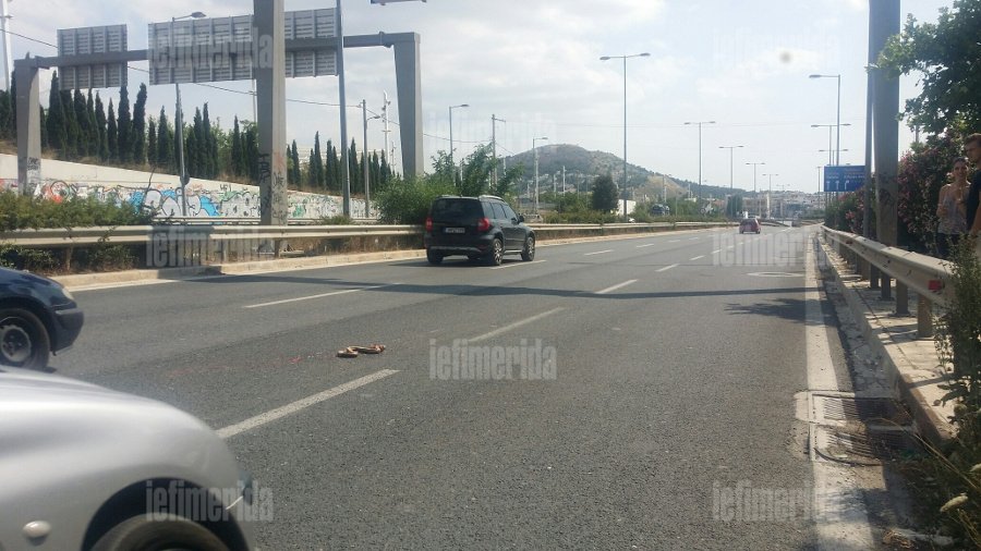 Το μεγάλο φίδι που προσπάθησε να διασχίσει το δρόμο και τρόμαξε την Βεΐκου [εικόνες] | iefimerida.gr 0