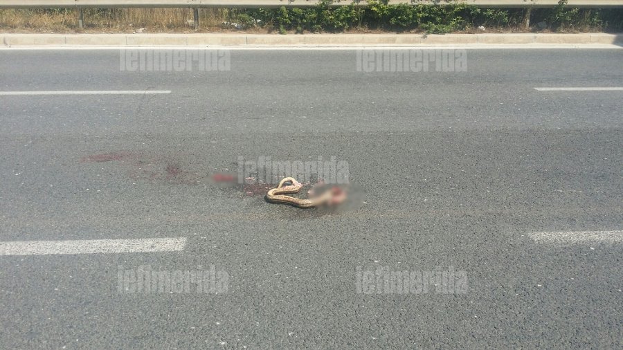 Το μεγάλο φίδι που προσπάθησε να διασχίσει το δρόμο και τρόμαξε την Βεΐκου [εικόνες] | iefimerida.gr 2