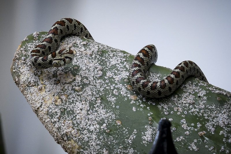 Φίδι εμφανίστηκε στην παραλία, μετά τη θεομηνία στη Νέα Πέραμο [εικόνες] | iefimerida.gr 1