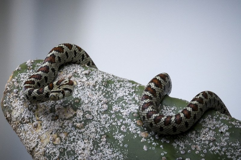 Φίδι εμφανίστηκε στην παραλία, μετά τη θεομηνία στη Νέα Πέραμο [εικόνες] | iefimerida.gr 2