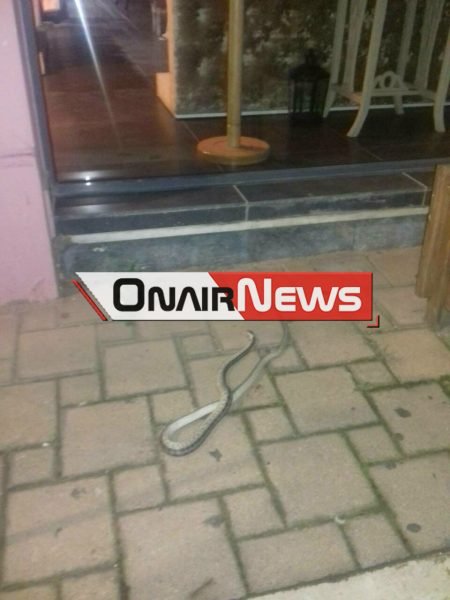 Πανικός στο Μεσολόγγι: Φίδι εμφανίστηκε στο κέντρο της πόλης -Αρχισαν να ουρλιάζουν οι περαστικοί [εικόνα] | iefimerida.gr 0