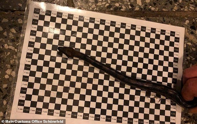 Ανδρας προσπάθησε να πετάξει έχοντας έναν βόα στο παντελόνι του [εικόνες] | iefimerida.gr 0