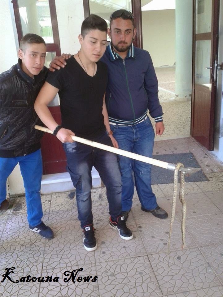 Οχιά εισέβαλε σε σχολείο της Αιτωλοακαρνανίας -Την «εξολόθρευσαν» μαθητές [εικόνες] | iefimerida.gr 1