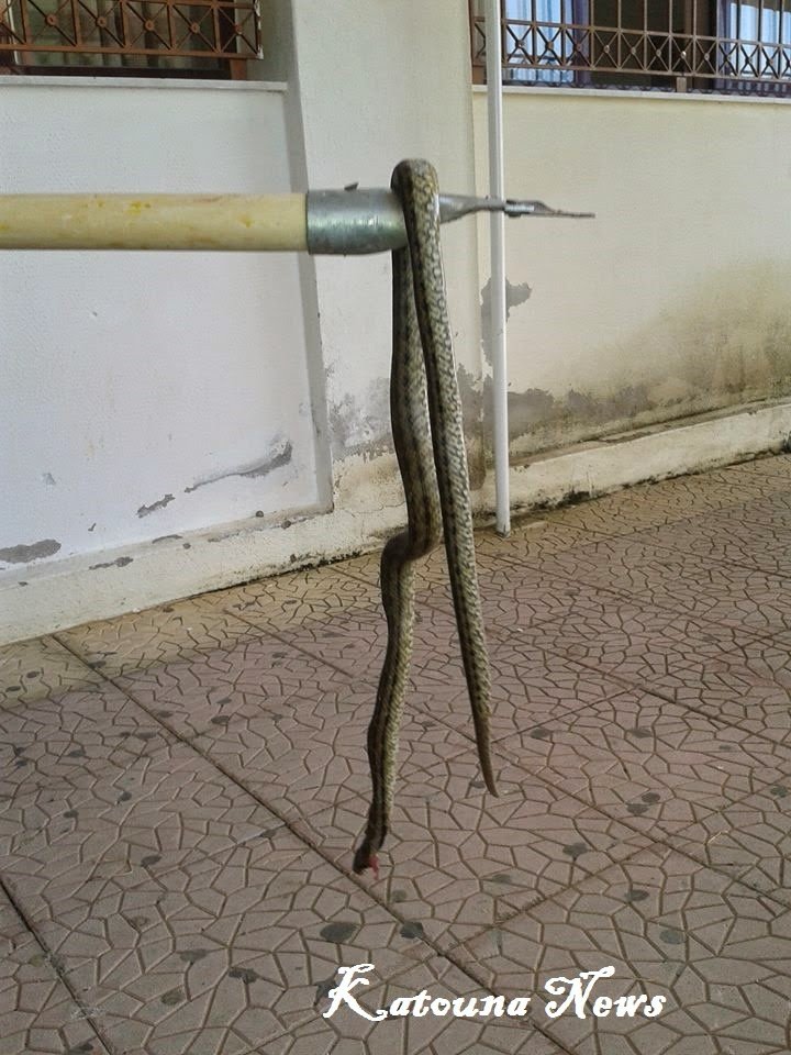 Οχιά εισέβαλε σε σχολείο της Αιτωλοακαρνανίας -Την «εξολόθρευσαν» μαθητές [εικόνες] | iefimerida.gr 0