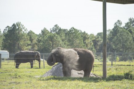 Τι γίνονται οι ελέφαντες του τσίρκου όταν γεράσουν [εικόνες] | iefimerida.gr 3