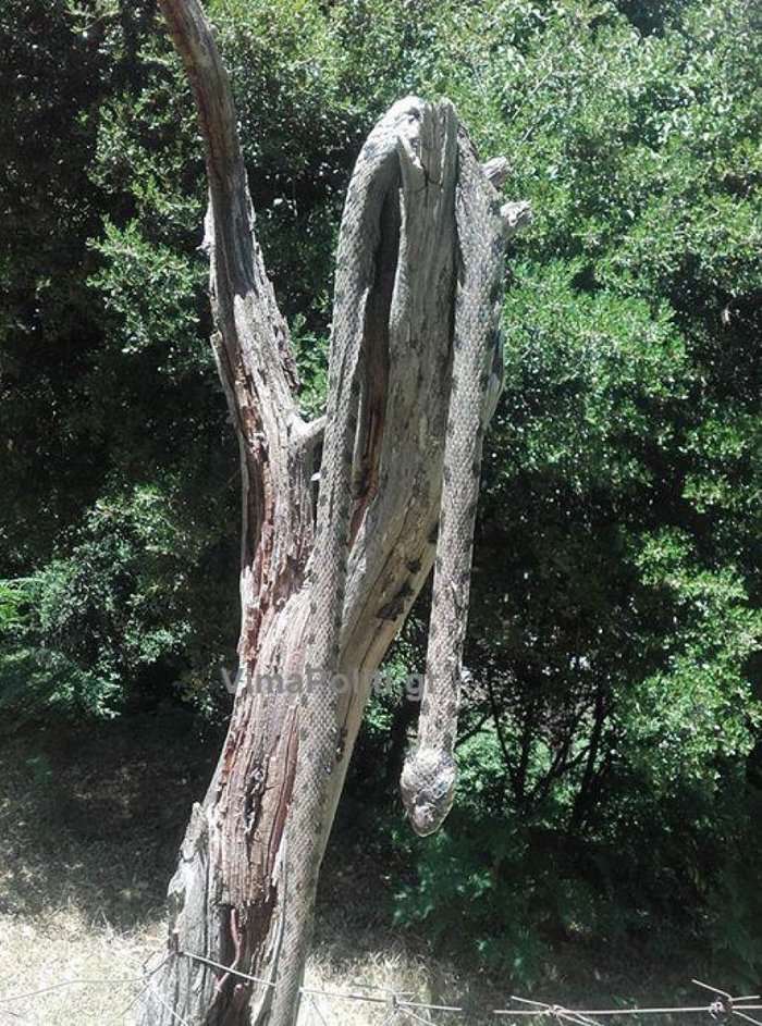 Πελώριο φίδι κατατρόμαξε τους κατοίκους σε χωριό στα Aγραφα [εικόνα] | iefimerida.gr 0