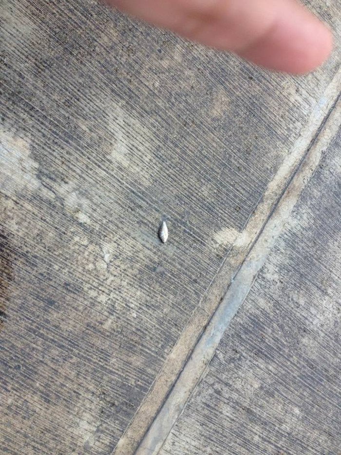 Κι όμως, συνέβη: Eβρεξε... ψάρια σε πόλη του Μεξικού [εικόνες] | iefimerida.gr 0