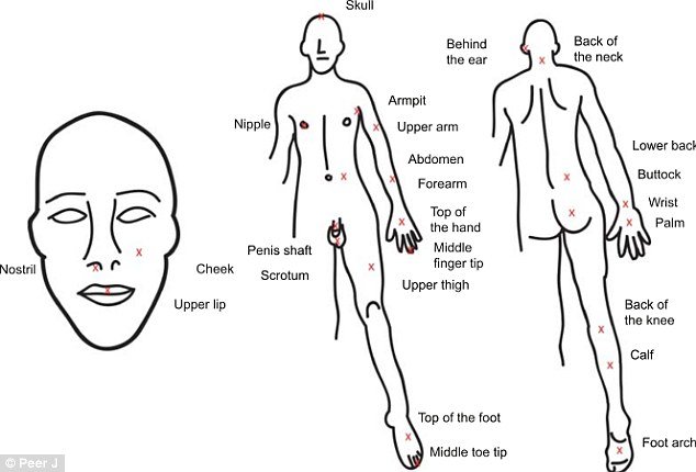Ιδού ποιο είναι το χειρότερο μέρος στο σώμα να σε τσιμπήσει μια μέλισσα -Το επίπονο πείραμα ενός θαρραλέου ερευνητή [εικόνες] | iefimerida.gr 1