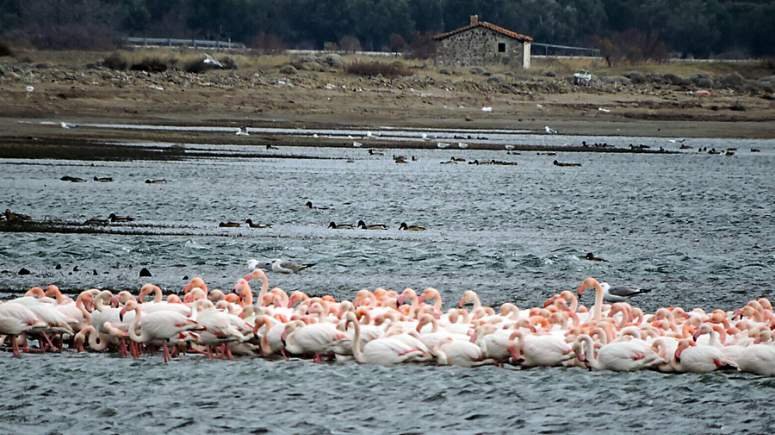 Λέσβος: Πάνω από 1.000 φλαμίνγκο «αγκαλιάστηκαν» για να ζεσταθούν [εικόνες] | iefimerida.gr 0