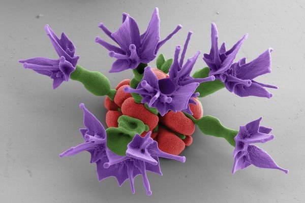 Μικροσκοπικά λουλούδια «εργαστηρίου» δημιούργησαν ερευνητές του Χαρβαρντ [εικόνες] | iefimerida.gr 1