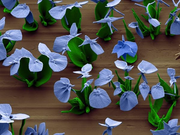 Μικροσκοπικά λουλούδια «εργαστηρίου» δημιούργησαν ερευνητές του Χαρβαρντ [εικόνες] | iefimerida.gr 3