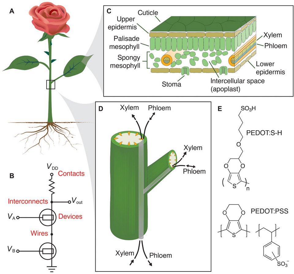 Ελληνίδα επιστήμονας δημιούργησε το πρώτο ηλεκτρονικό τριαντάφυλλο [εικόνες] | iefimerida.gr 1