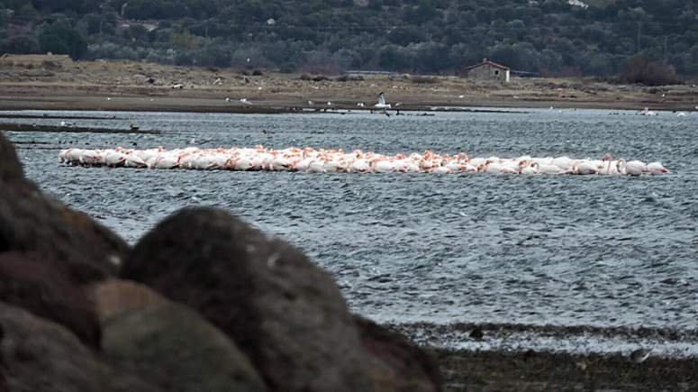 Λέσβος: Πάνω από 1.000 φλαμίνγκο «αγκαλιάστηκαν» για να ζεσταθούν [εικόνες] | iefimerida.gr 1