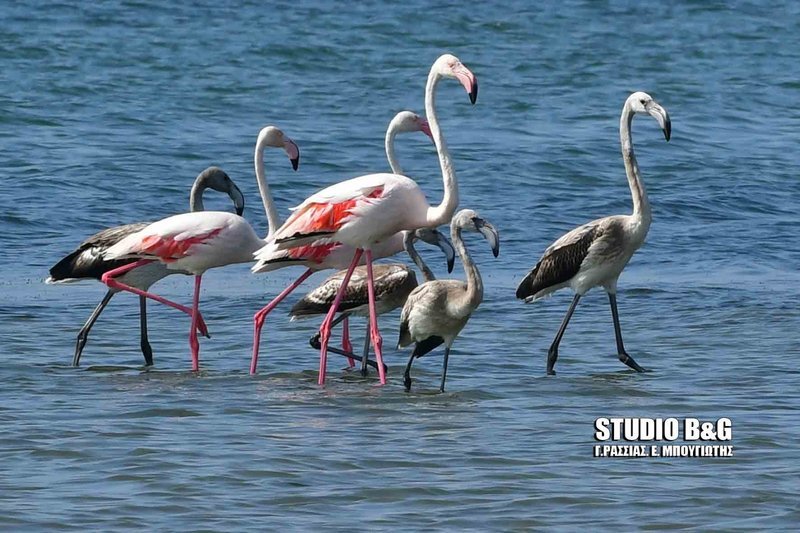 Πανέμορφα φλαμίνγκο εμφανίστηκαν στο Ναύπλιο [εικόνες & βίντεο] | iefimerida.gr 0