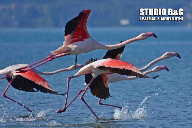 Eντυπωσιακά ροζ φλαμίνγκο στον υδροβιότοπο του Ναυπλίου [εικόνες & βίντεο] | iefimerida.gr 1