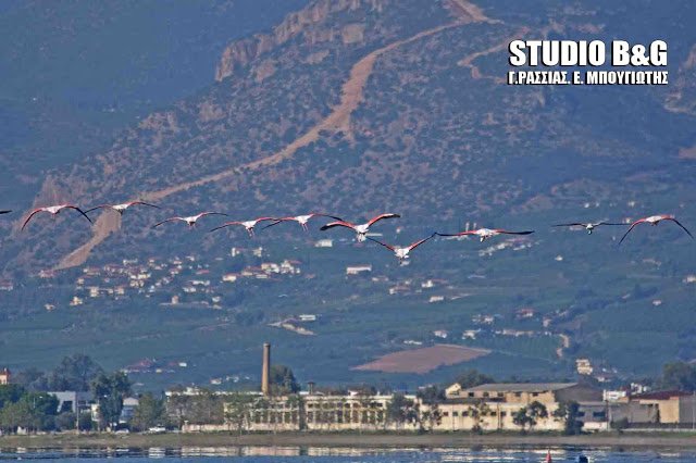 Eντυπωσιακά ροζ φλαμίνγκο στον υδροβιότοπο του Ναυπλίου [εικόνες & βίντεο] | iefimerida.gr 2