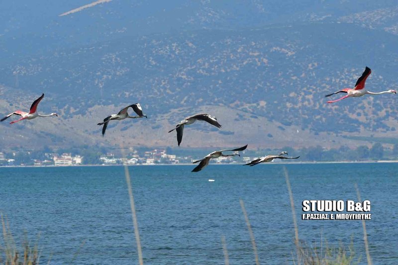 Πανέμορφα φλαμίνγκο εμφανίστηκαν στο Ναύπλιο [εικόνες & βίντεο] | iefimerida.gr 1