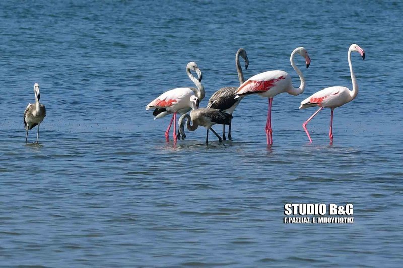 Πανέμορφα φλαμίνγκο εμφανίστηκαν στο Ναύπλιο [εικόνες & βίντεο] | iefimerida.gr 2