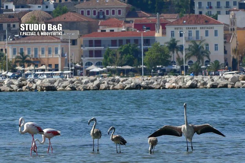 Πανέμορφα φλαμίνγκο εμφανίστηκαν στο Ναύπλιο [εικόνες & βίντεο] | iefimerida.gr 3