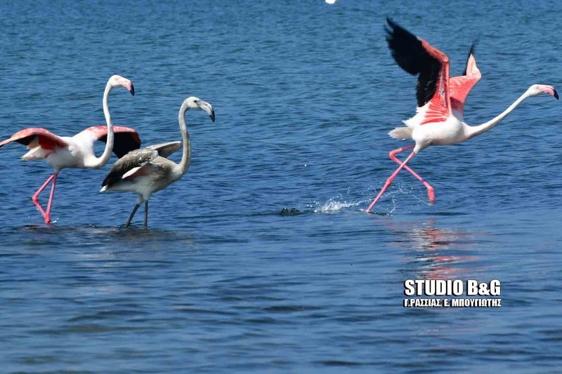 Πανέμορφα φλαμίνγκο εμφανίστηκαν στο Ναύπλιο [εικόνες & βίντεο] | iefimerida.gr 4