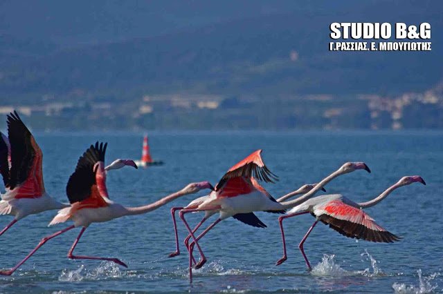 Eντυπωσιακά ροζ φλαμίνγκο στον υδροβιότοπο του Ναυπλίου [εικόνες & βίντεο] | iefimerida.gr 0