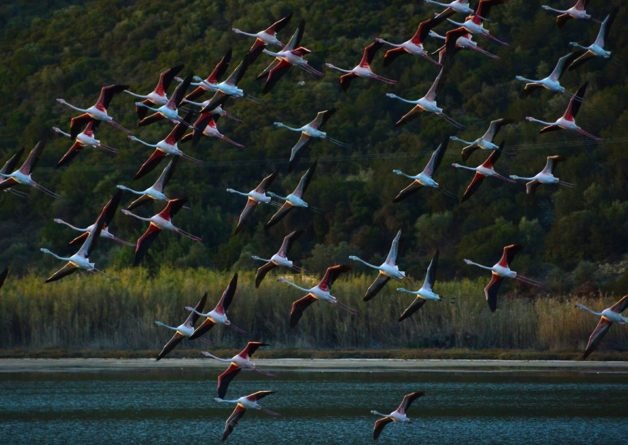Πανέμορφο θέαμα στην Ψήφτα Τροιζηνίας: Φλαμίνγκος στον υδροβιότοπο [εικόνες] | iefimerida.gr 0
