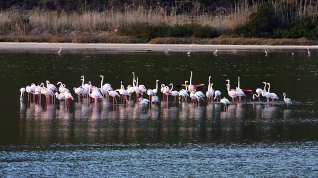 Πανέμορφο θέαμα στην Ψήφτα Τροιζηνίας: Φλαμίνγκος στον υδροβιότοπο [εικόνες] | iefimerida.gr 2