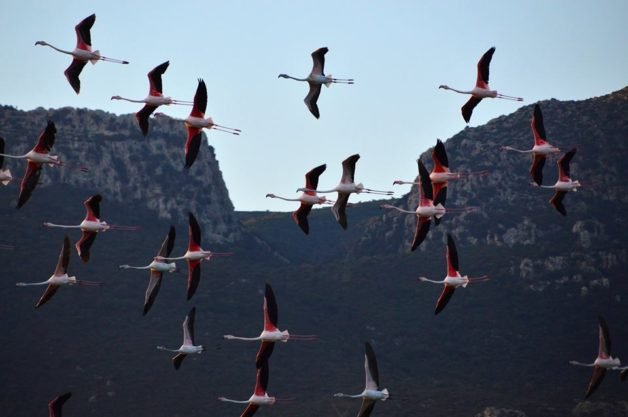 Πανέμορφο θέαμα στην Ψήφτα Τροιζηνίας: Φλαμίνγκος στον υδροβιότοπο [εικόνες] | iefimerida.gr 1