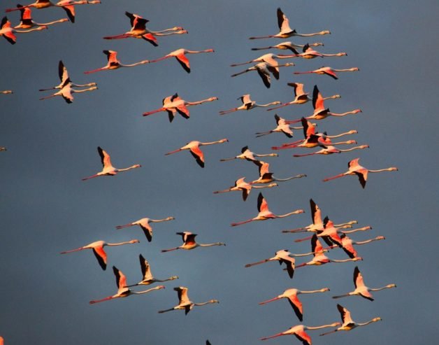 Πανέμορφο θέαμα στην Ψήφτα Τροιζηνίας: Φλαμίνγκος στον υδροβιότοπο [εικόνες] | iefimerida.gr 3