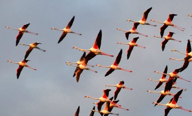Πανέμορφο θέαμα στην Ψήφτα Τροιζηνίας: Φλαμίνγκος στον υδροβιότοπο [εικόνες] | iefimerida.gr 4