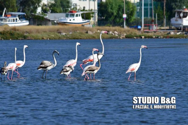 Το Ναύπλιο γέμισε με (αληθινά) πανέμορφα φλαμίνγκο [εικόνες & βίντεο] | iefimerida.gr 1