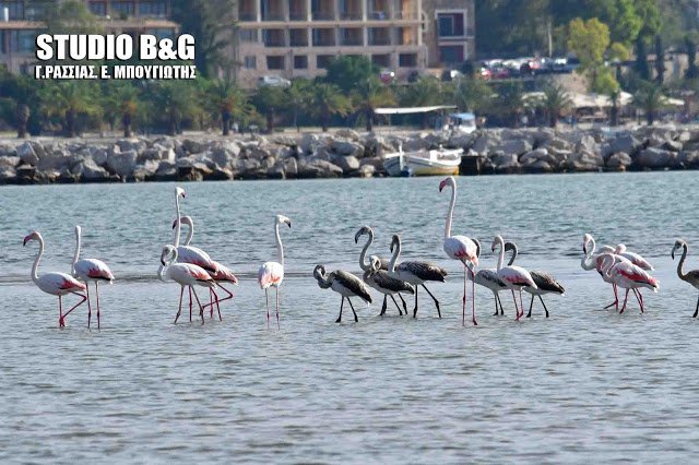 Το Ναύπλιο γέμισε με (αληθινά) πανέμορφα φλαμίνγκο [εικόνες & βίντεο] | iefimerida.gr 0