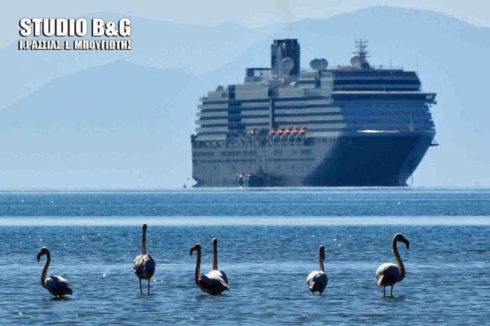 Παράξενοι επισκέπτες στον υδροβιότοπο Ναυπλίου -Δώδεκα πανέμορφα φλαμίνγκο [εικόνες] | iefimerida.gr 0