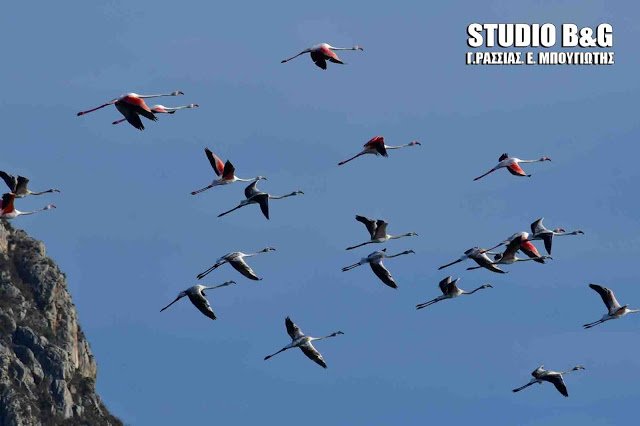 Το Ναύπλιο γέμισε με (αληθινά) πανέμορφα φλαμίνγκο [εικόνες & βίντεο] | iefimerida.gr 2