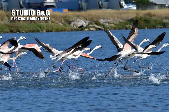 Το Ναύπλιο γέμισε με (αληθινά) πανέμορφα φλαμίνγκο [εικόνες & βίντεο] | iefimerida.gr 3